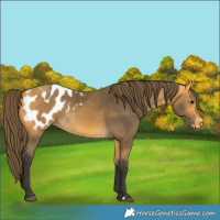 Horse Color:Buckskin Blanket