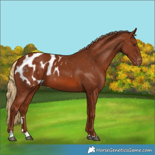 Horse Color:Chestnut Appaloosa