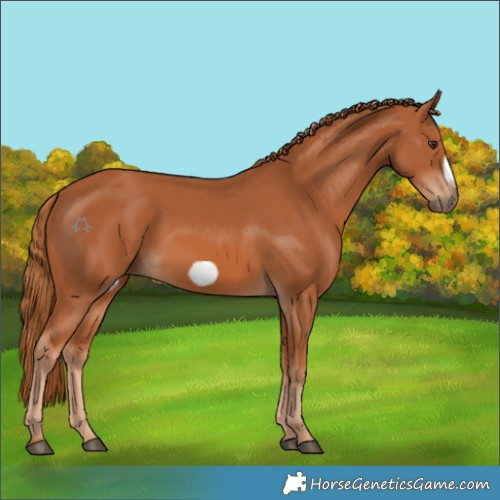 Horse Color:Chestnut Frame