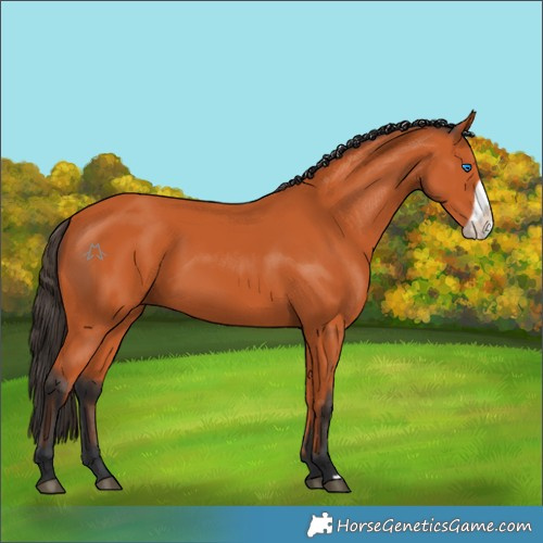 Horse Color:Bay Frame