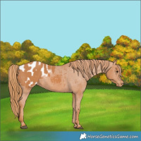 Horse Color:Chestnut Appaloosa 