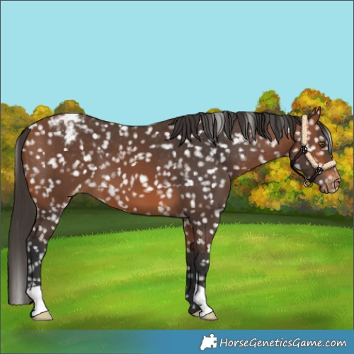 Horse Color:Bay Snowcap