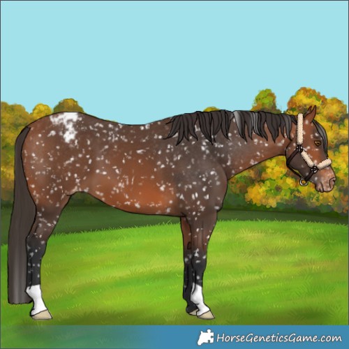 Horse Color:Bay Appaloosa 