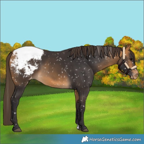 Horse Color:Buckskin Appaloosa 