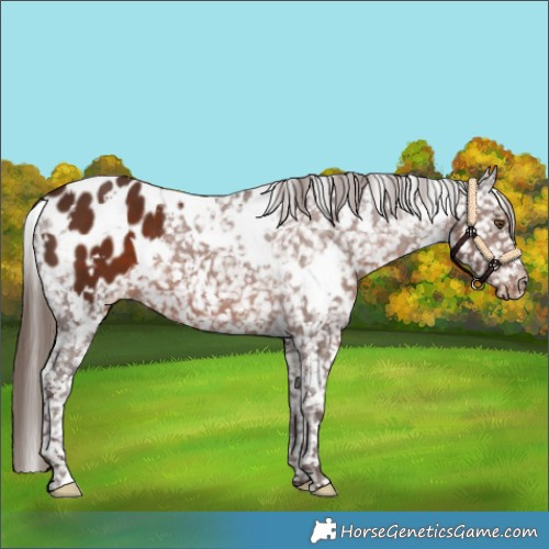 Horse Color:White Spotted Liver Chestnut Blanket