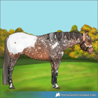 Horse Color:White Spotted Bay Snowcap