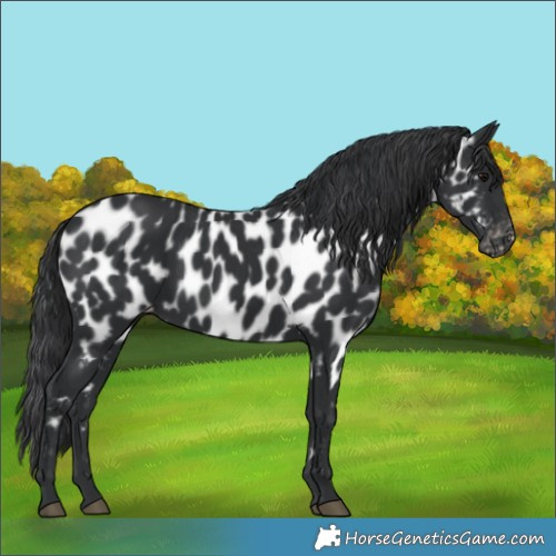 Horse Color:Black Appaloosa 