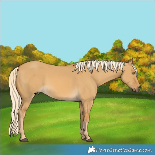 Horse Color:Palomino Dun