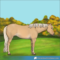 Horse Color:Palomino Dun