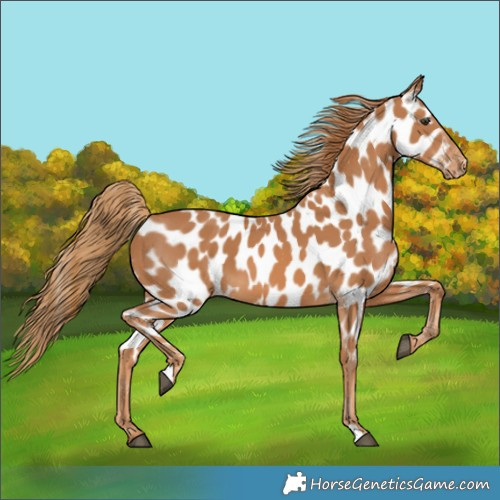 Horse Color:Chestnut Near Leopard 