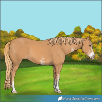 Horse Color:White Spotted Chestnut Splash Rabicano