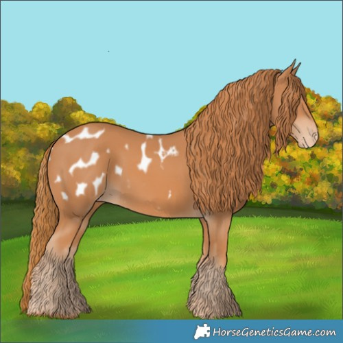 Horse Color:Chestnut Appaloosa 