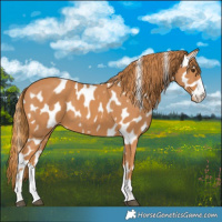 Horse Color:Chestnut Appaloosa