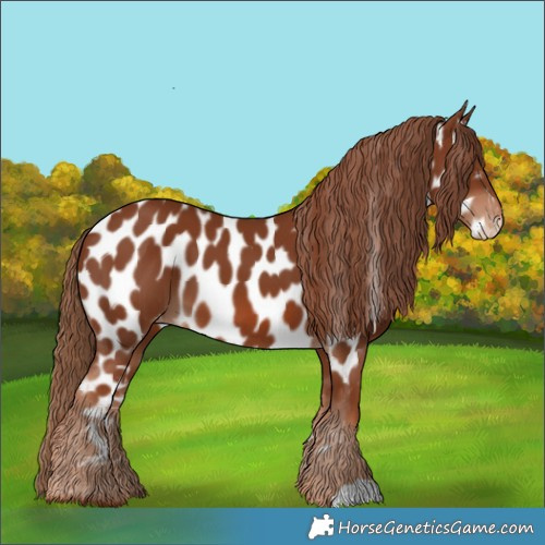 Horse Color:Chestnut Appaloosa 