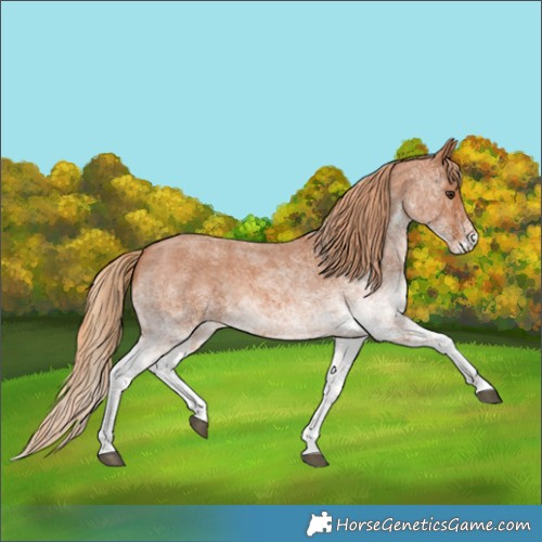 Horse Color:White Spotted Red Roan 