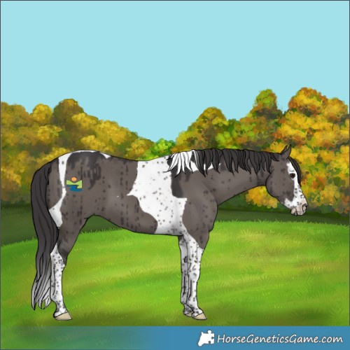 Horse Color:Smoky Grullo Splash Tobiano Brindle 