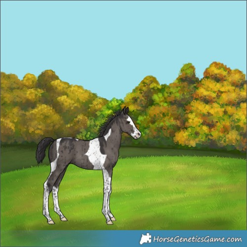 Horse Color:Smoky Grullo Splash Tobiano Brindle