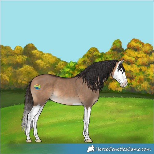 Horse Color:Bay Dun Splash 