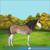 Horse Color:Bay Dun Splash 