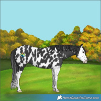 Horse Color:Black Splash Near Leopard 