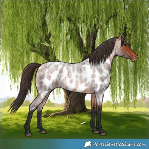 Horse Color:Bay Roan Appaloosa 