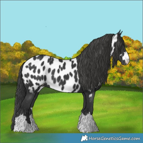 Horse Color:Black Near Leopard Rabicano 