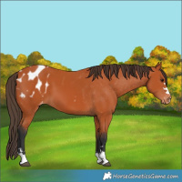Horse Color:Bay Appaloosa 