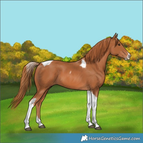 Horse Color:Chestnut Tobiano Frame 