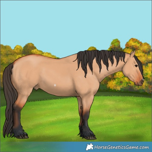 Horse Color:Bay Dun Frame 