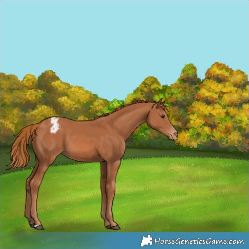 Horse Color:Chestnut Appaloosa 
