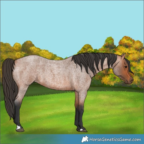 Horse Color:Bay Roan 