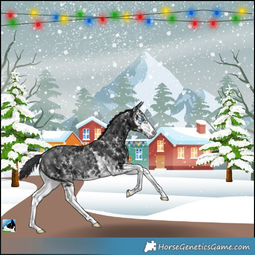 Horse Color:Black Ice Sabino Splash Rabicano 