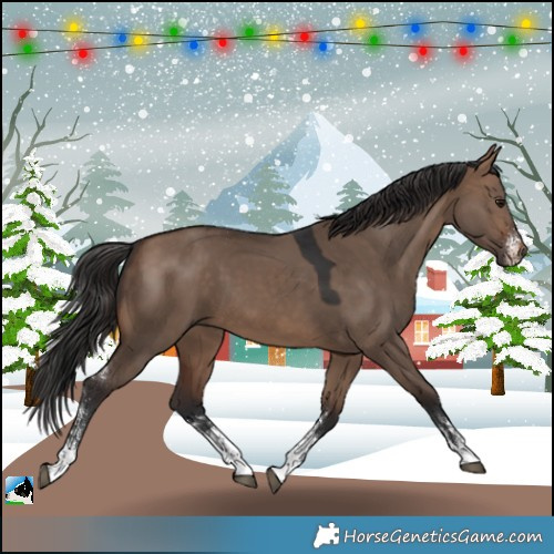 Horse Color:Brown Dun Sabino 