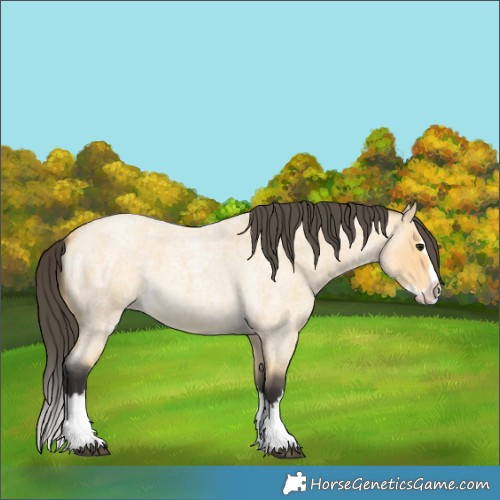 Horse Color:Buckskin Roan Splash 