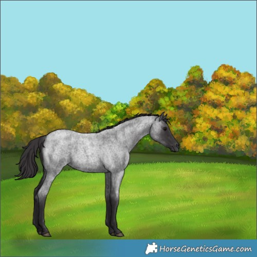 Horse Color:Smoky Blue Roan 