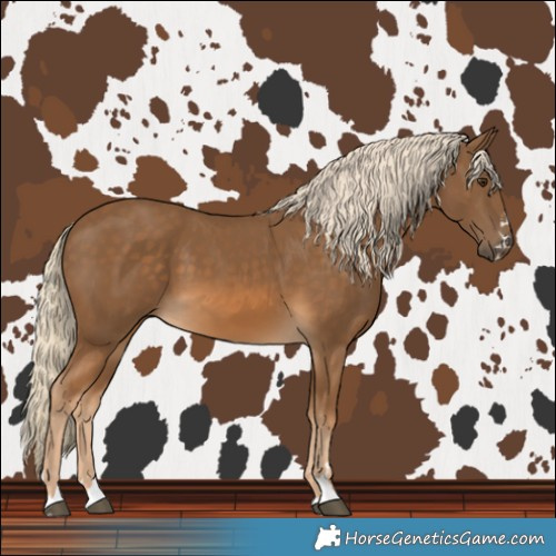 Horse Color:Chocolate Palomino 