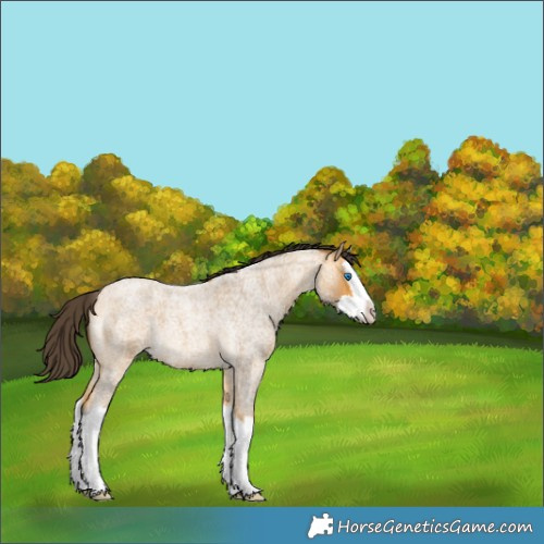 Horse Color:Buckskin Roan Splash