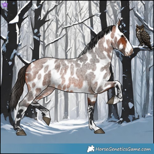Horse Color:Bay Roan Near Leopard