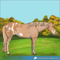 Horse Color:Chestnut Frame Appaloosa 