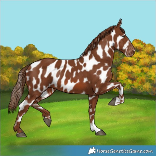 Horse Color:Chestnut Near Leopard 