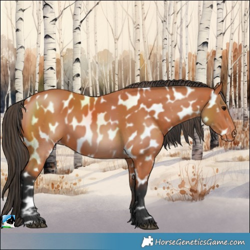 Horse Color:Bay Near Leopard