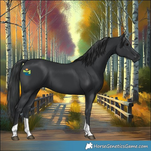 Horse Color:Black Tobiano 