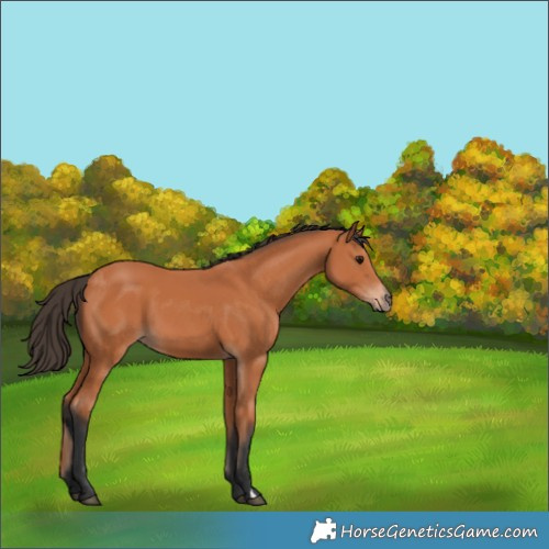 Horse Color:Unknown 