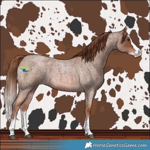 Horse Color:Red Roan Splash 