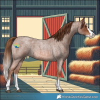 Horse Color:Red Roan Splash 