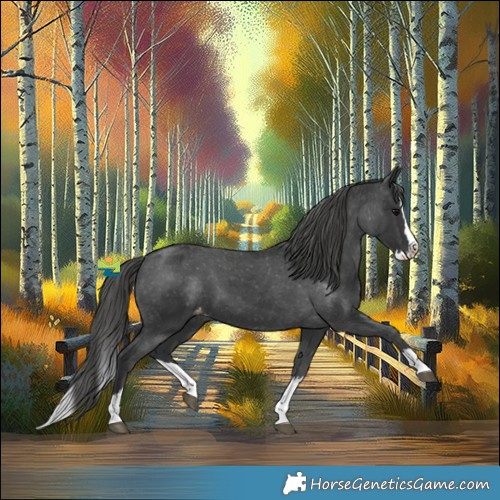 Horse Color:Black Splash Appaloosa 
