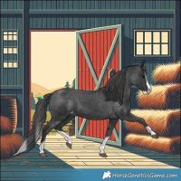 Horse Color:Black Splash Appaloosa 