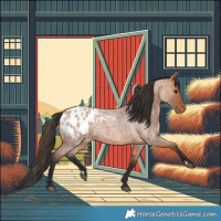Horse Color:Bay Roan Appaloosa 