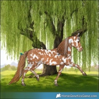 Horse Color:Chestnut Appaloosa 
