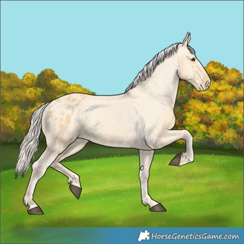 Horse Color:Palomino Varnish 